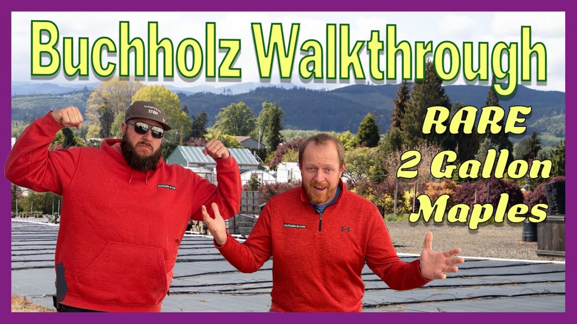 A Walkthrough Of 2 Gallon Japanese Maple House at Buchholz Nursery A Walkthrough Of 2 Gallon Japanese Maple House at Buchholz Nursery