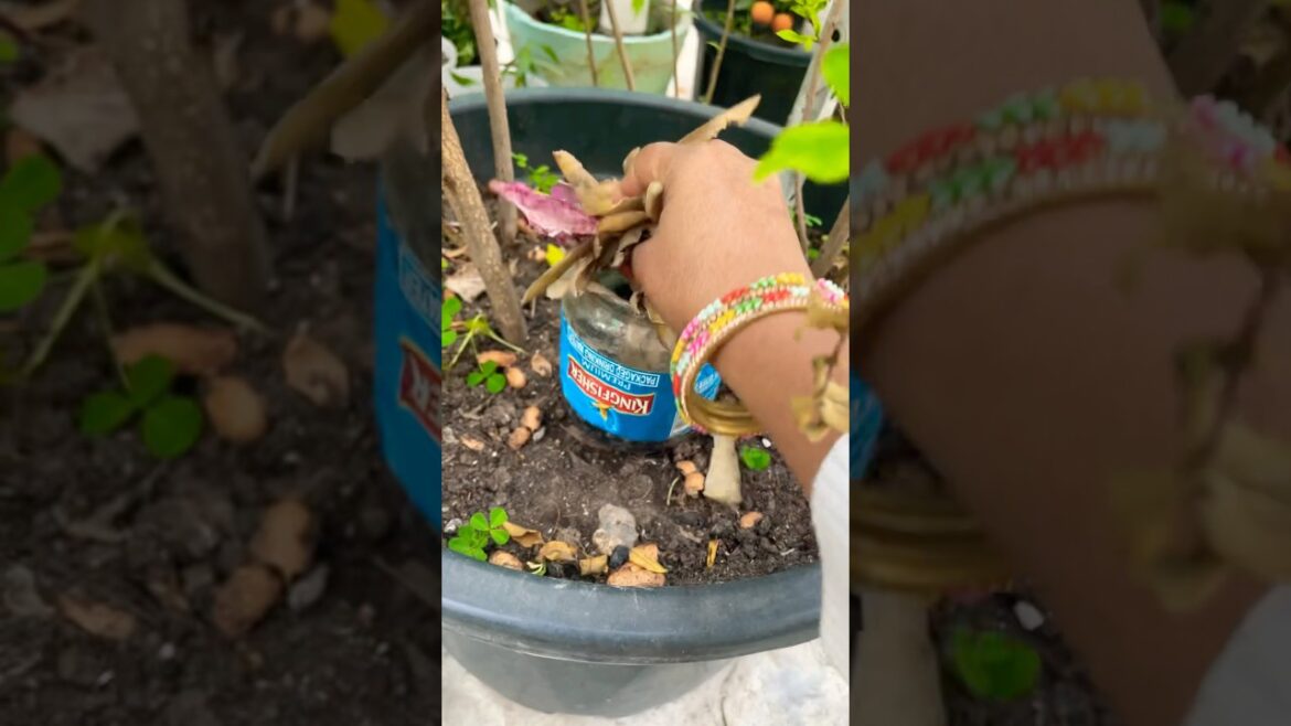 Compost is made easily #organicfarming #gardening #youtubeshorts