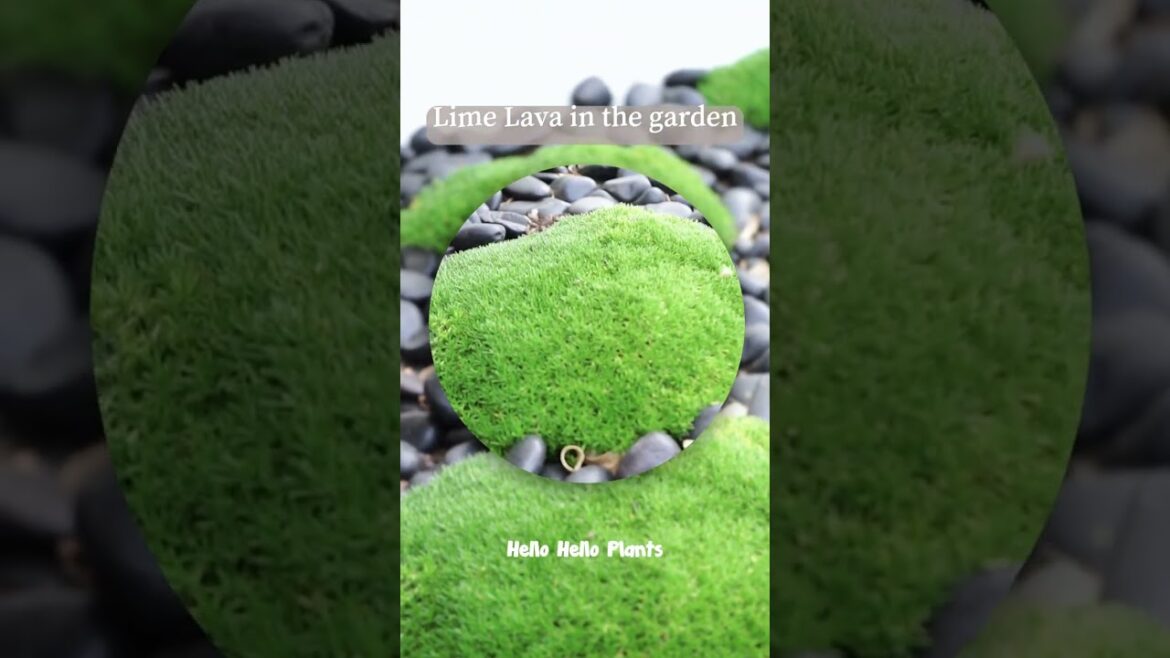 Make Lime Lava Uniquely Yours.💚