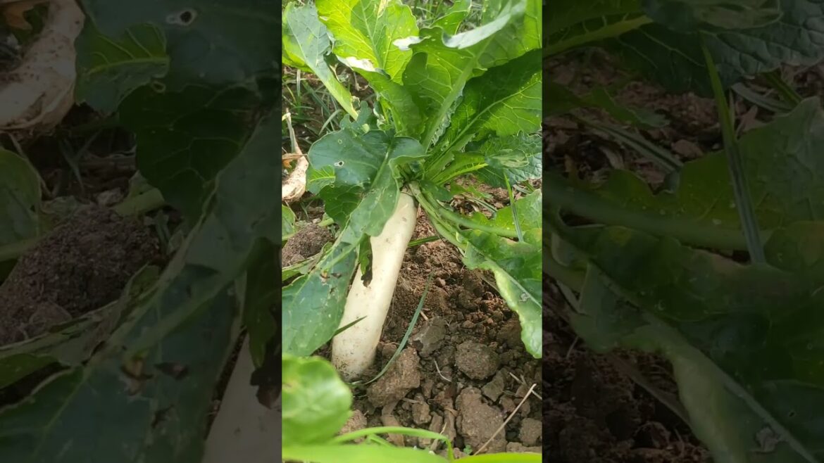 Radish#short videos #vegetables farming