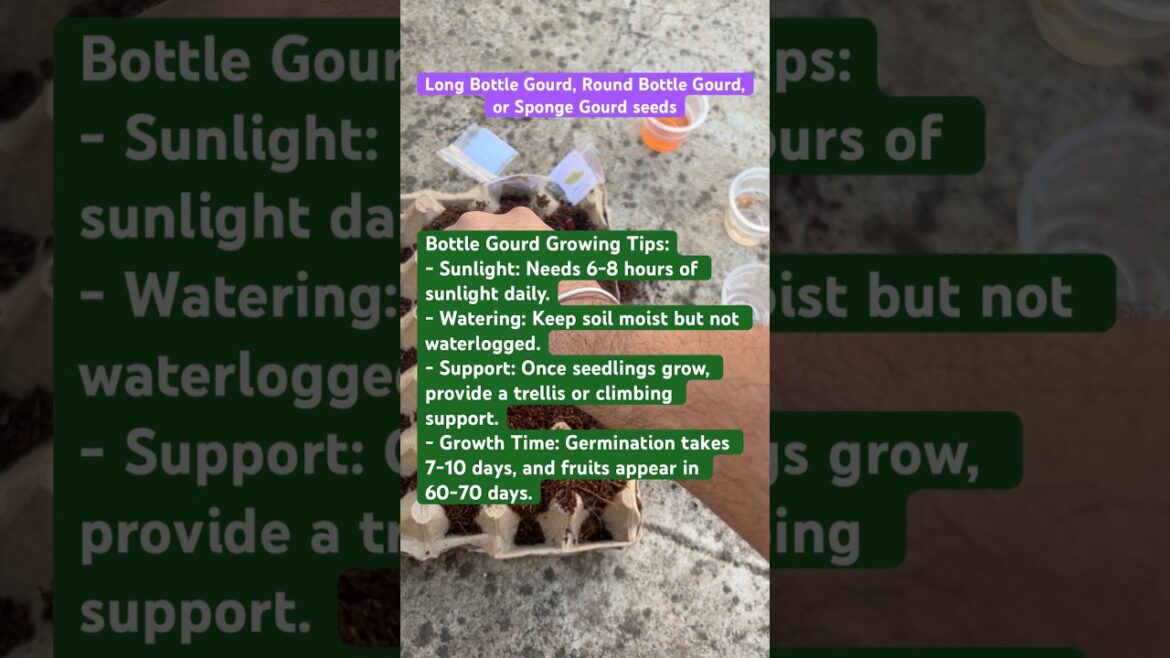 How to Grow Bottle Gourd (Lauki) from Seeds | Easy Summer Vegetable #vegetablegardening  #shorts