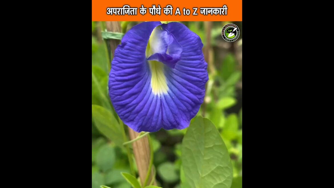 अपराजिता के पौधे की A To Z जानकारी | Aprajita plants care tips #shorts #aprajita #youtubeshorts अपराजिता के पौधे की A To Z जानकारी | Aprajita plants care tips #shorts #aprajita #youtubeshorts