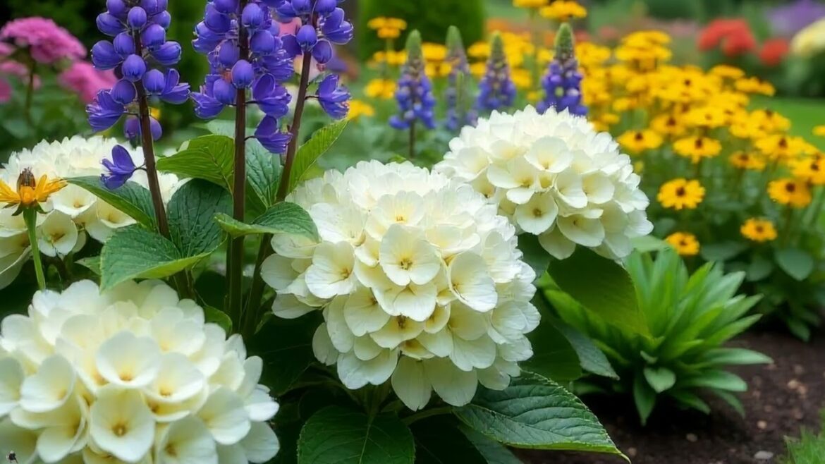 Ideas for creating beautiful flower beds and mixborders. Ідеї для клумб Ideas for creating beautiful flower beds and mixborders. Ідеї для клумб