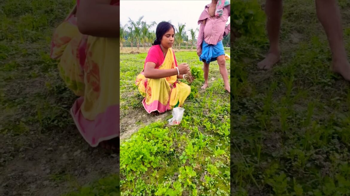 Nature’s Aroma: Fresh Coriander in the Morning Picked with Care #shorts