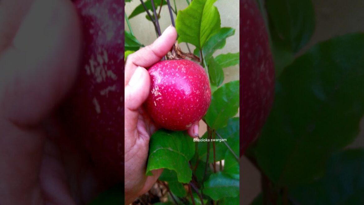 Passion fruit harvesting in terrace garden #gardening #vegetables #harvest #gardenideas Passion fruit harvesting in terrace garden #gardening #vegetables #harvest #gardenideas