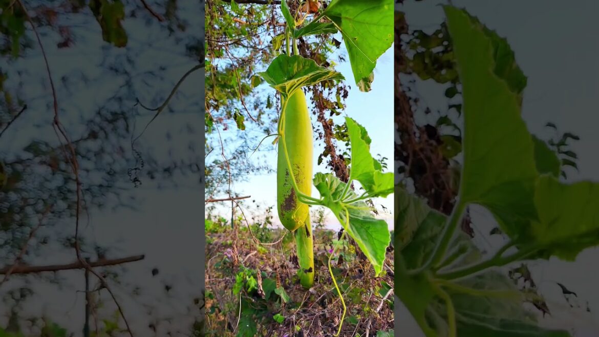 Episode 23:🍀Living in the country side. #mytakeonhomeandgarden #gardening #vegetablegardening