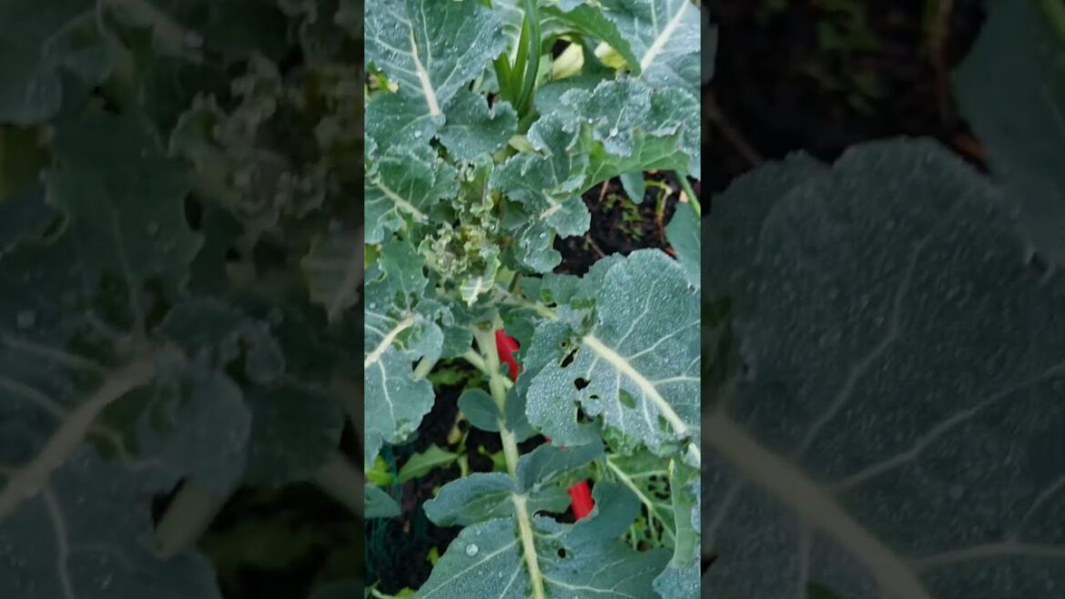 It’s all edible #shorts #broccoli #gardening It's all edible #shorts #broccoli #gardening