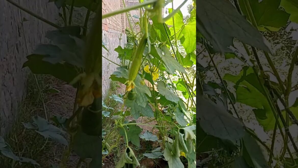 A small space made vegetables farm | A tour of Justin’s Secret Garden | A BRIEF TOUR OF My GARDEN A small space made vegetables farm | A tour of Justin's Secret Garden | A BRIEF TOUR OF My GARDEN