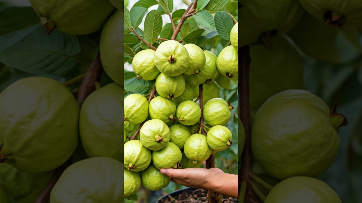 Grow Guava Trees in JUST 30 Days with PROVEN Techniques