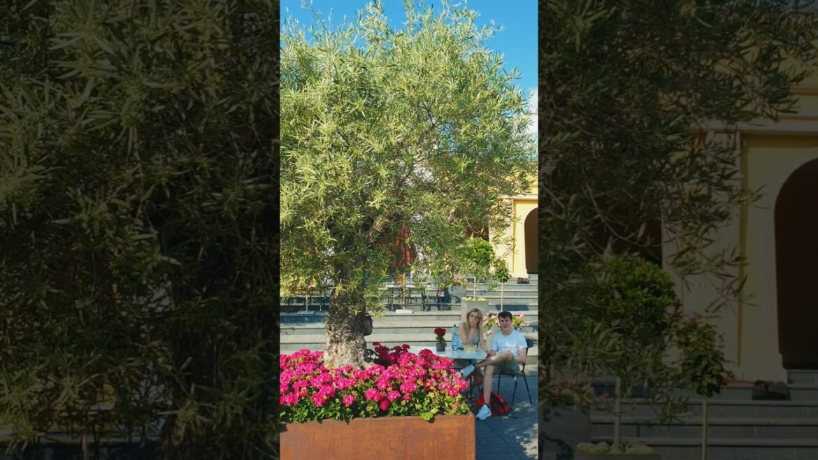 Beautiful weather summer phantasialand olive tree  #nature