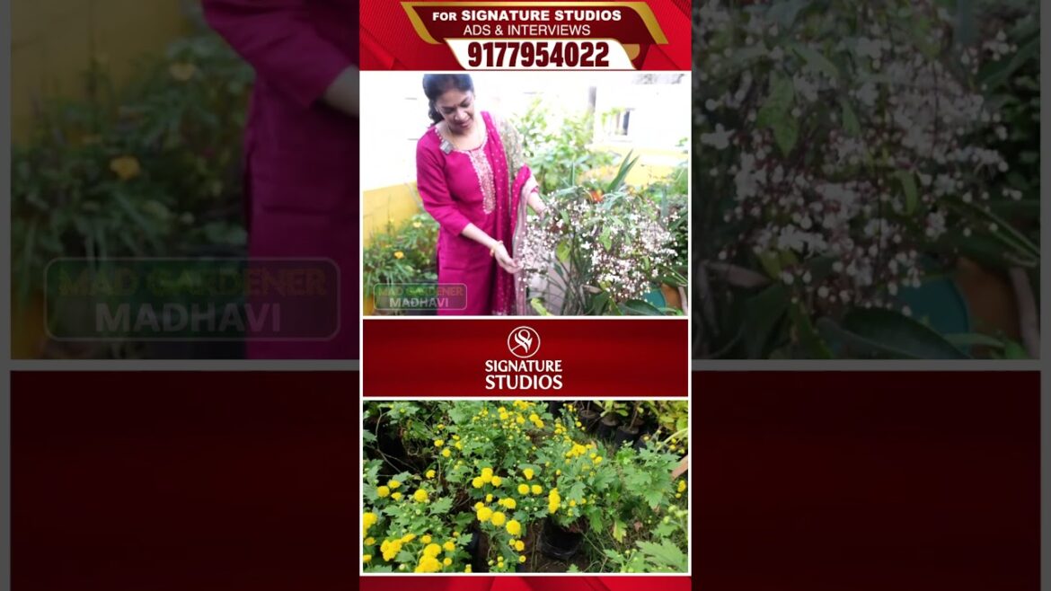 @MADGARDENER Mad Gardener Madhavi Special Interview | Signature Studios