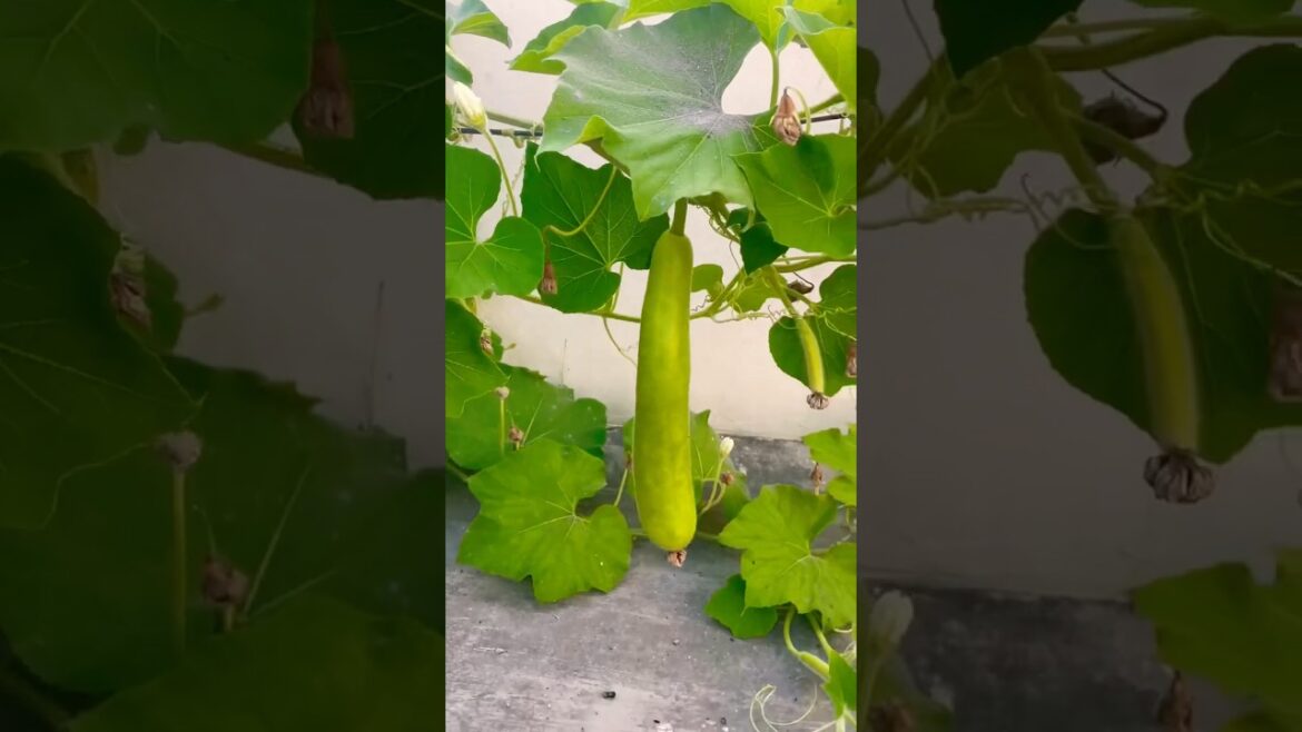 What our garden gives us #shorts #plants #vegetablegardening #harvest #garden #vegetables #farming