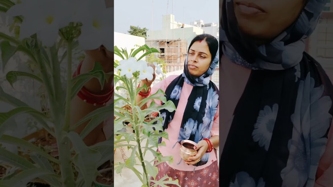 Self gardening #gardenplants #gardeningtips #shorts #ytshorts #trending #viral #growth #tipstricks