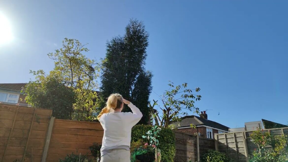 #Tree Felling - Denton - #UK - Manor Garden Supplies