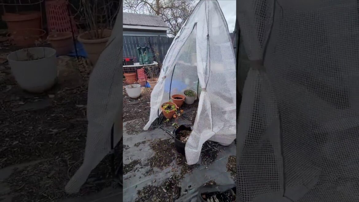 Protecting My Container Garden During Winter (Zone 7A) 🩵🌱❄️💚