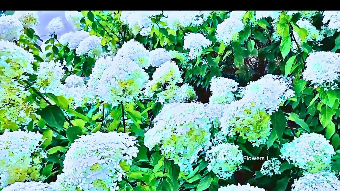 Relaxing Garden Flowers I Calming Music