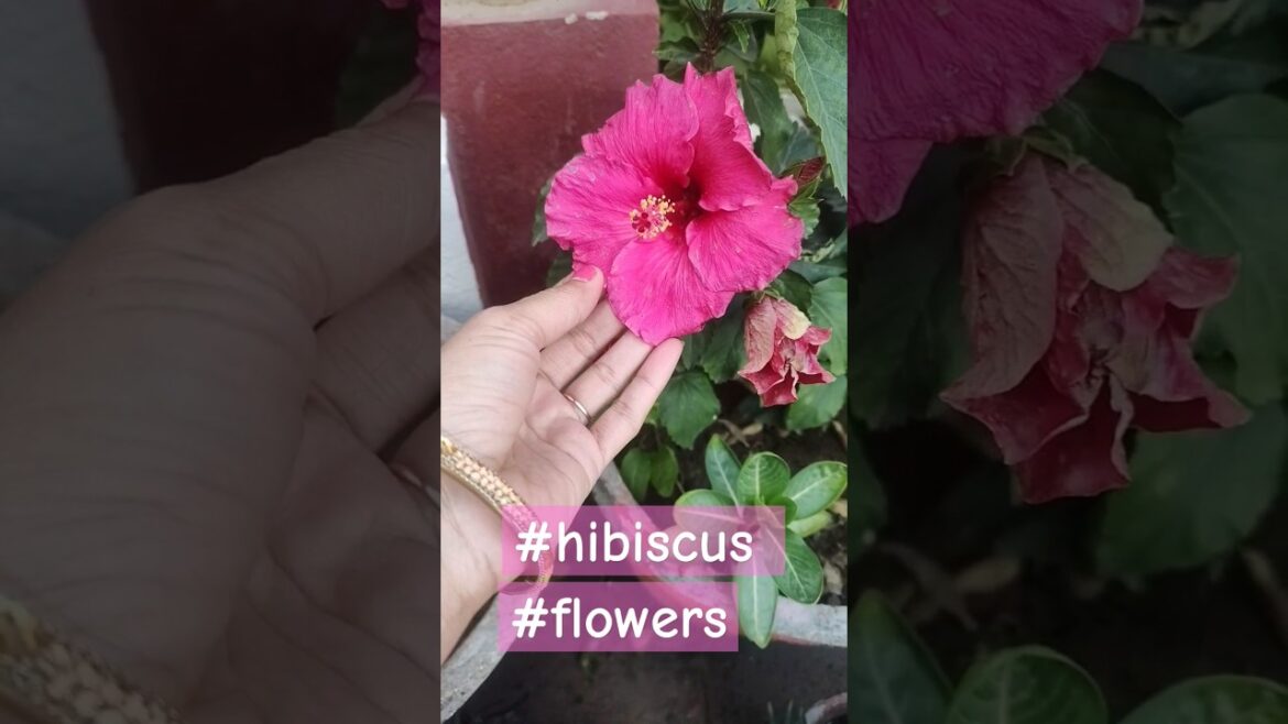 Hibiscus flower#gardeningtips#gardeningideas#plantcare#hibiscus#gudahal#ytshortsfeed#shorts_viral#yt