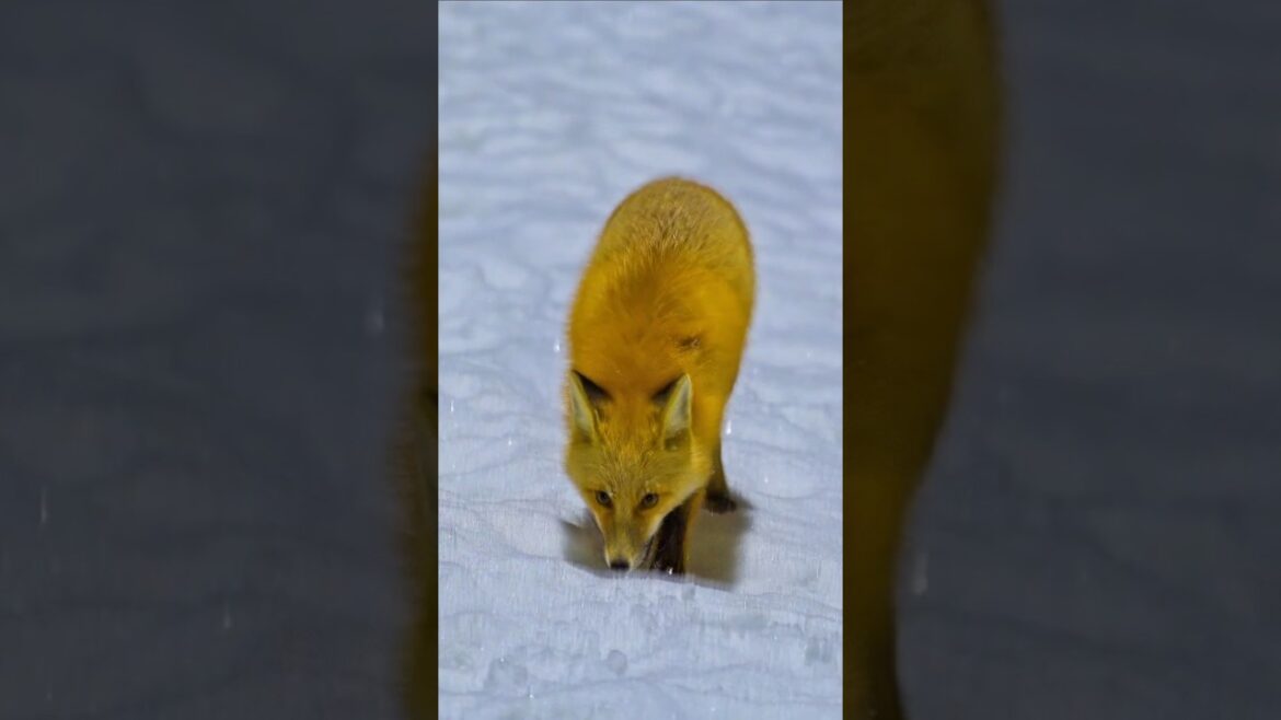 This fox is increasing it’s territory and is claiming our front yard This fox is increasing it's territory and is claiming our front yard