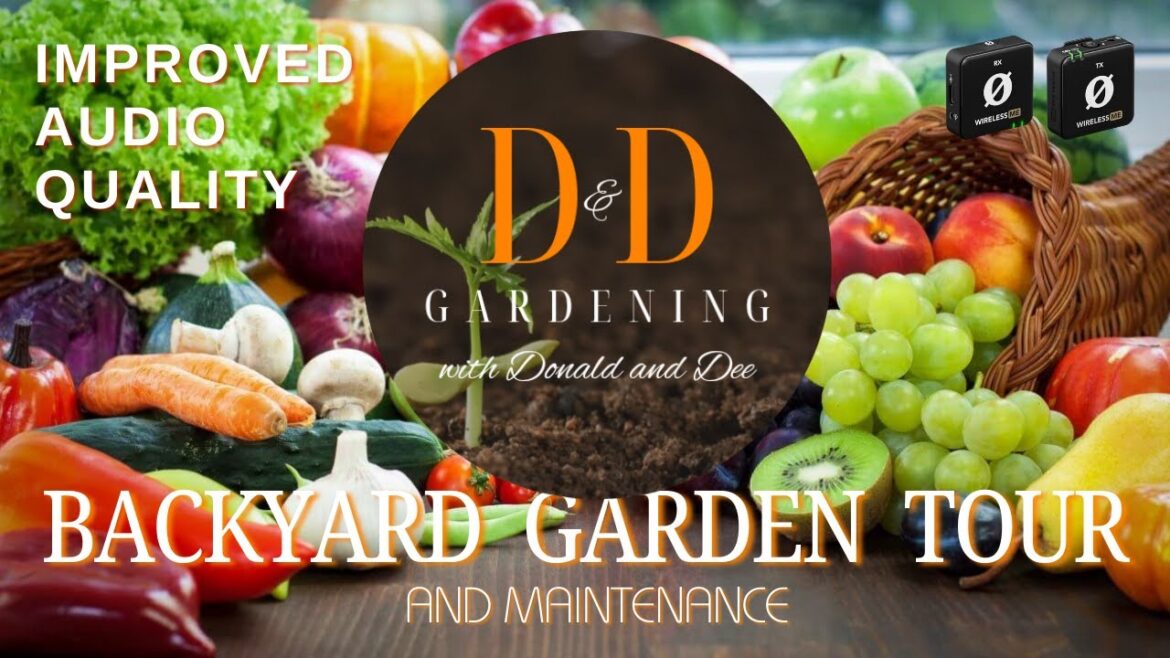 Backyard Garden Tour and Maintenance Backyard Garden Tour and Maintenance