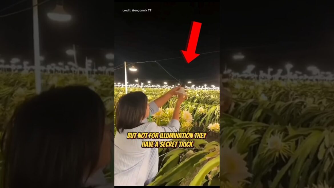 💡Simple Trick || Harvest All Year! #nature #dragonfruit