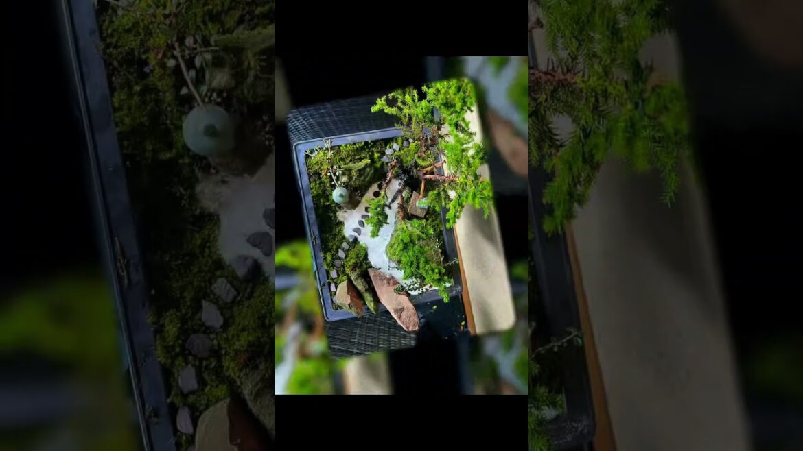 Bonsai Miniature Landscape @ Japanese Garden Bristol