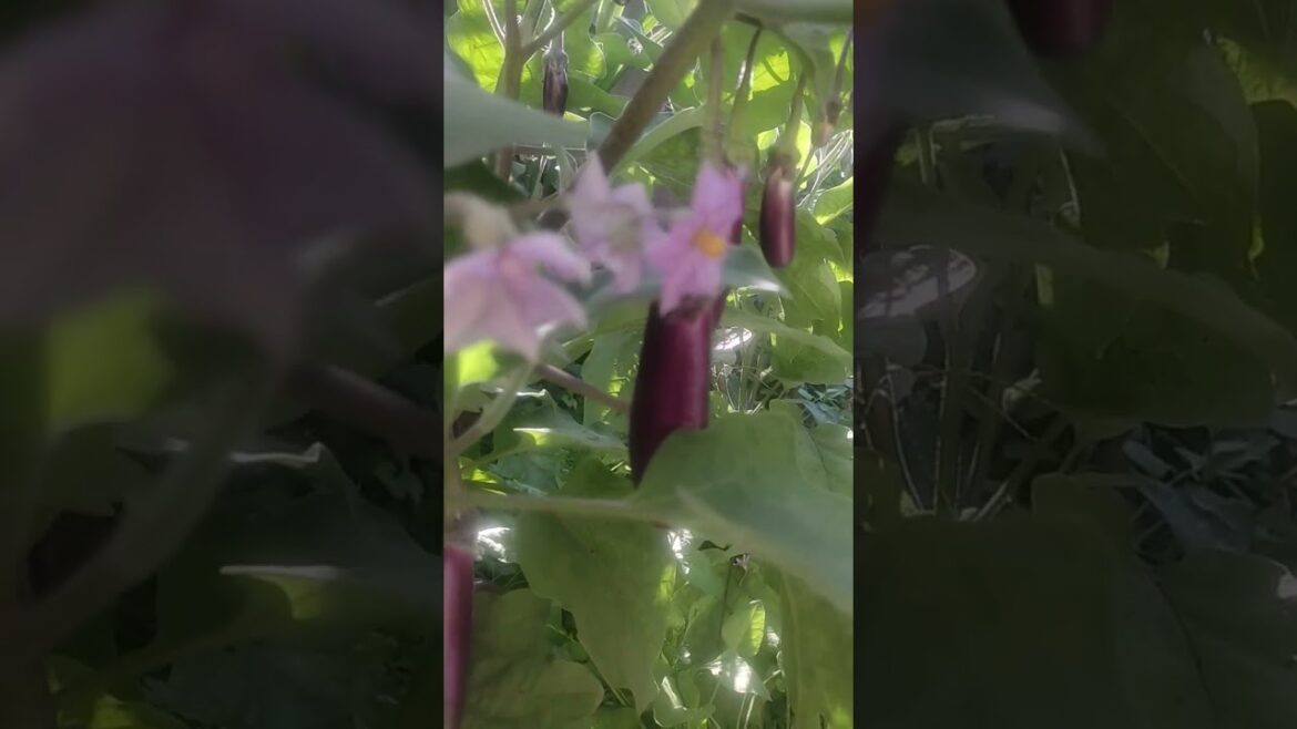 #homevegetable #shorts #trending 🔥🔥🔥🔥🔥🔥home not any pesticides trend 📈📈📈