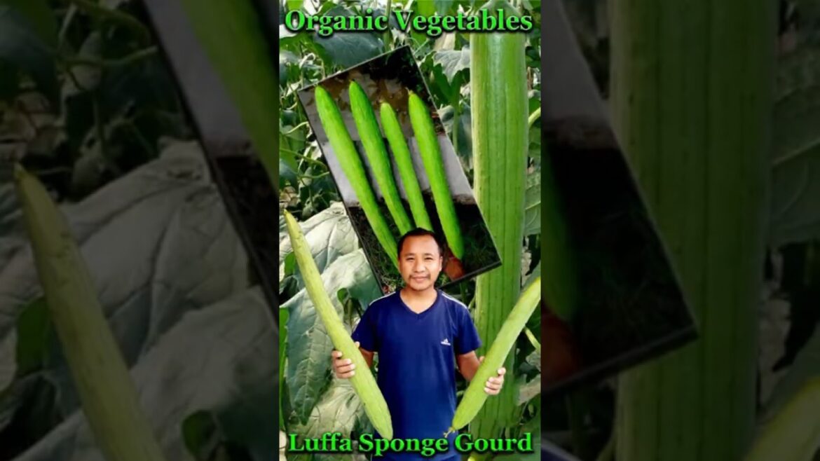Ghiraula kheti | Organic vegetables farming | Gardening organic vegetables | #shortvideo #luffa