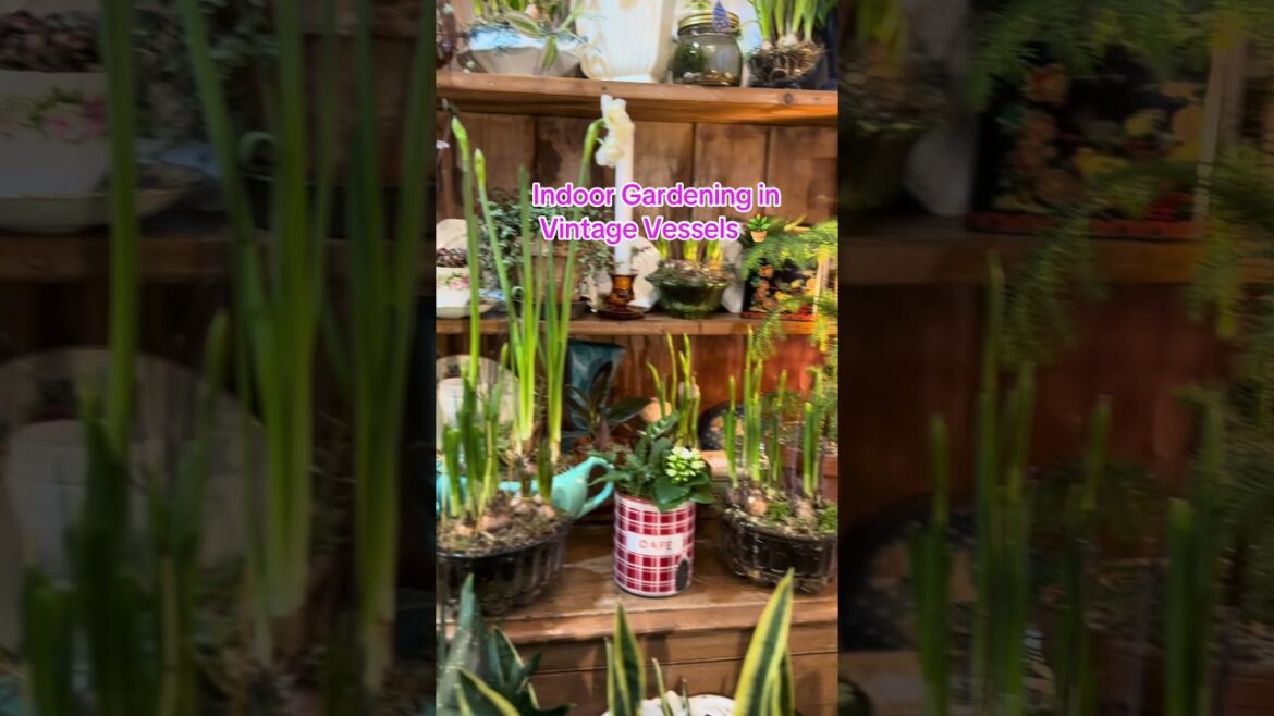 🪴Indoor Container Gardening by Holly & Nikki🪴 In the Garden HQ #vintage #garden #containergarden