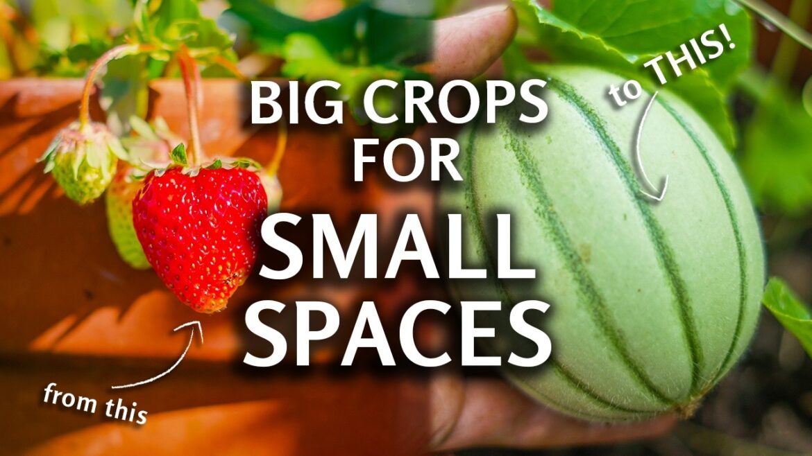 5 SURPRISING crops for a container garden!