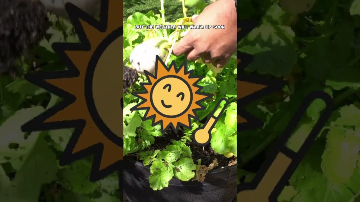 Korean Radish in 60 Seconds: Growing & Harvesting Made Easy!