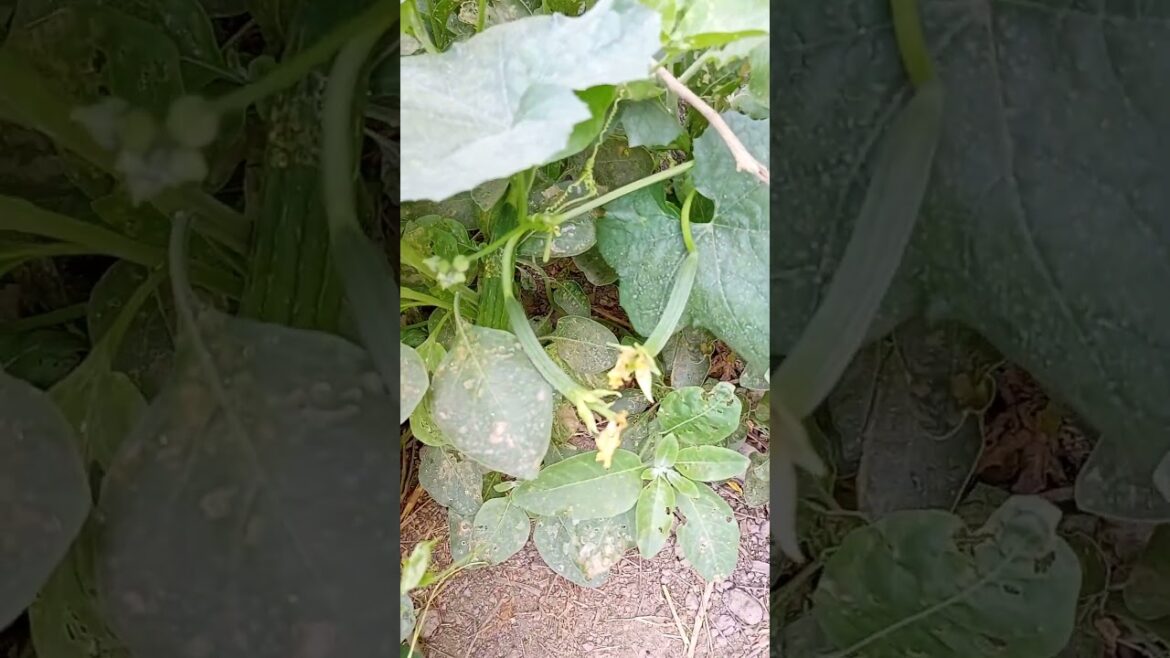 A small space made vegetables farm | A tour of Justin’s Secret Garden | A BRIEF TOUR OF My GARDEN A small space made vegetables farm | A tour of Justin's Secret Garden | A BRIEF TOUR OF My GARDEN