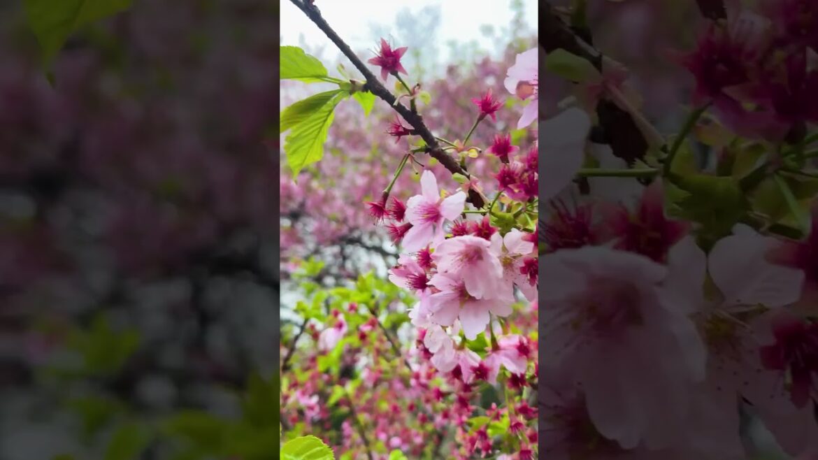 Why Japanese Gardens Are So Peaceful #shorts #travelshorts #japantravel