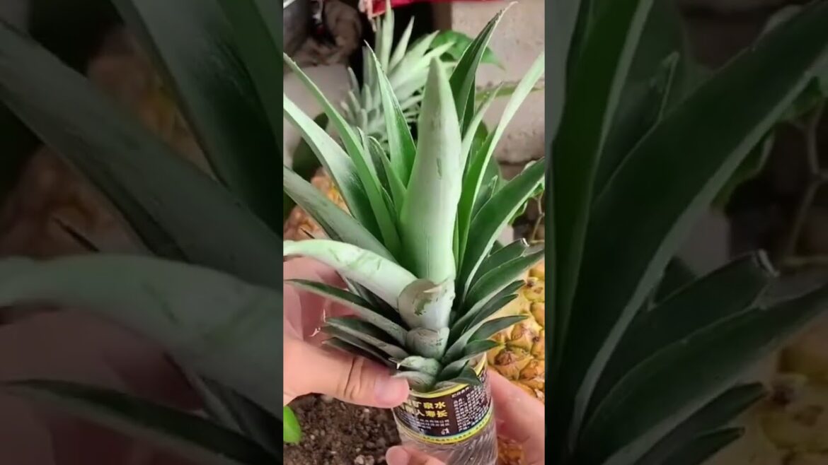 How to Grow Pineapple Seedlings in Water at Home #homegardening growpineapple #homegardening How to Grow Pineapple Seedlings in Water at Home #homegardening growpineapple #homegardening