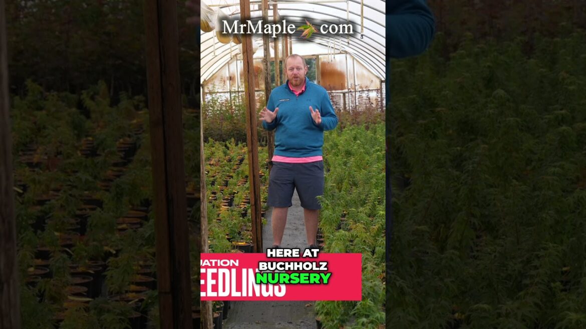 Discover the Amazing Japanese Maple Mikawa Yatsubusa Seedlings!