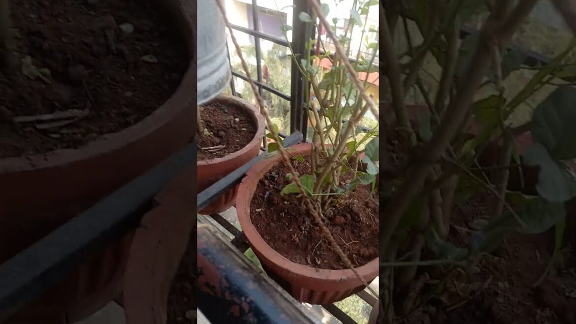 Water dripping system, water supply for home plant. Gardening in vacation period.