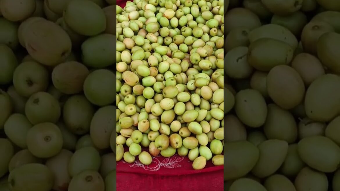 Apples harvesting #apple #mygarden #gardening #shorts