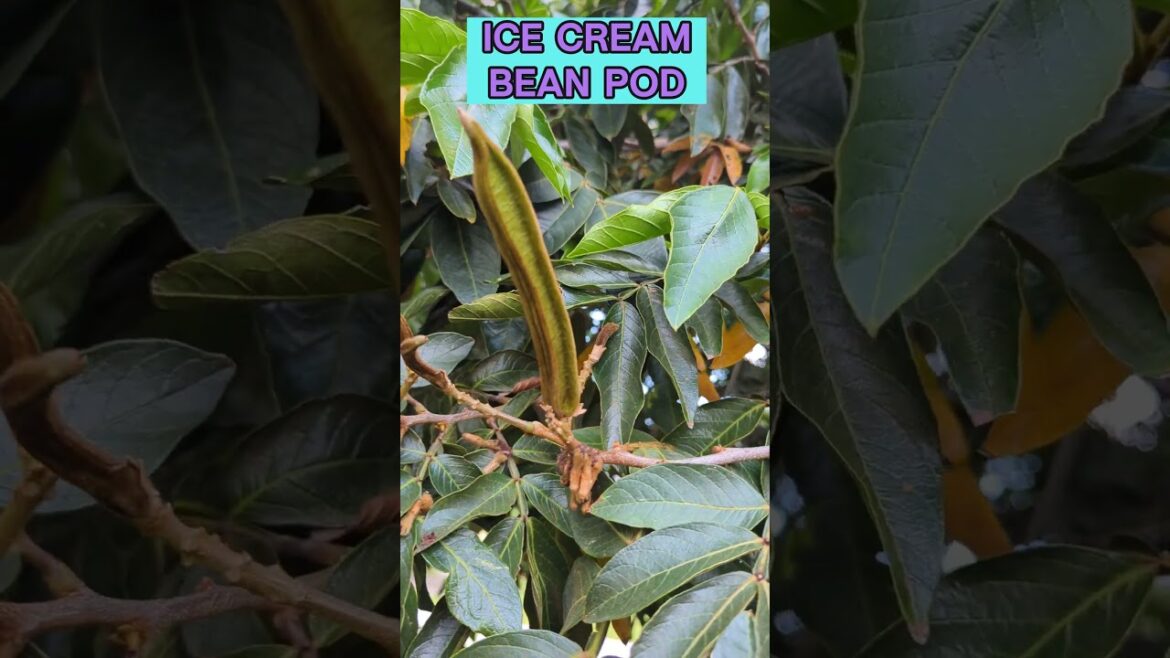 ICE-CREAM bean (Inga edulis) tree has a POD. Tropical EDIBLE Giant Tree! #tropicalfruittrees