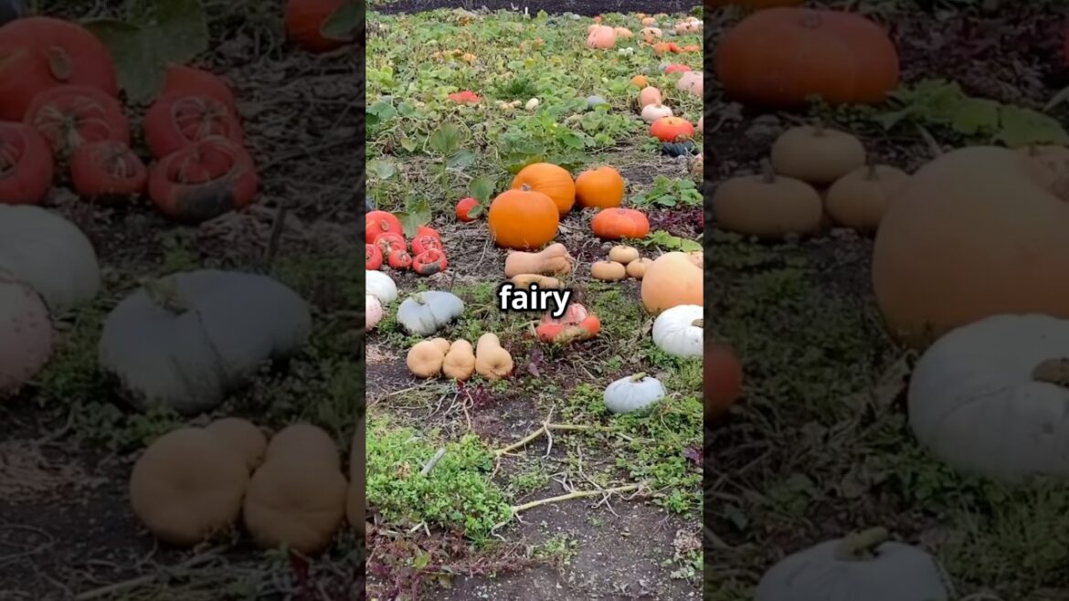 #growingpumpkins #farming #aubergine #tomatogrowing #gardening #vegetablegardening