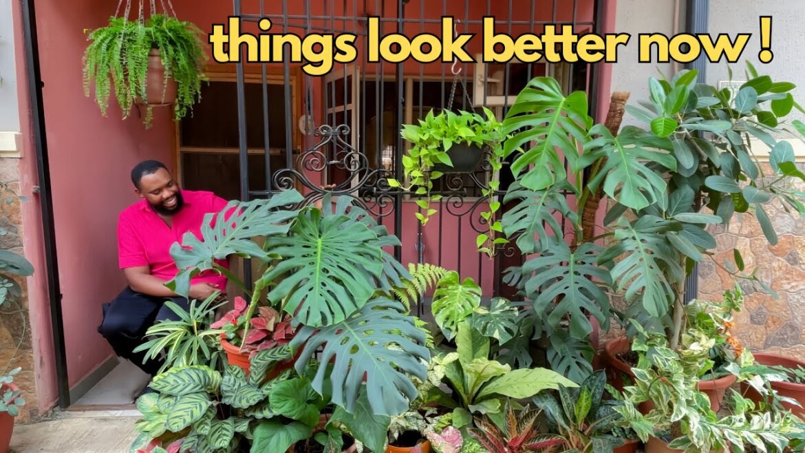 Touring my Garden after a massive downsize. Whats left and garden plans. Touring my Garden after a massive downsize. Whats left and garden plans.