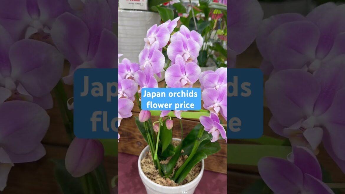 Orchids japan price #2024  #follower #following