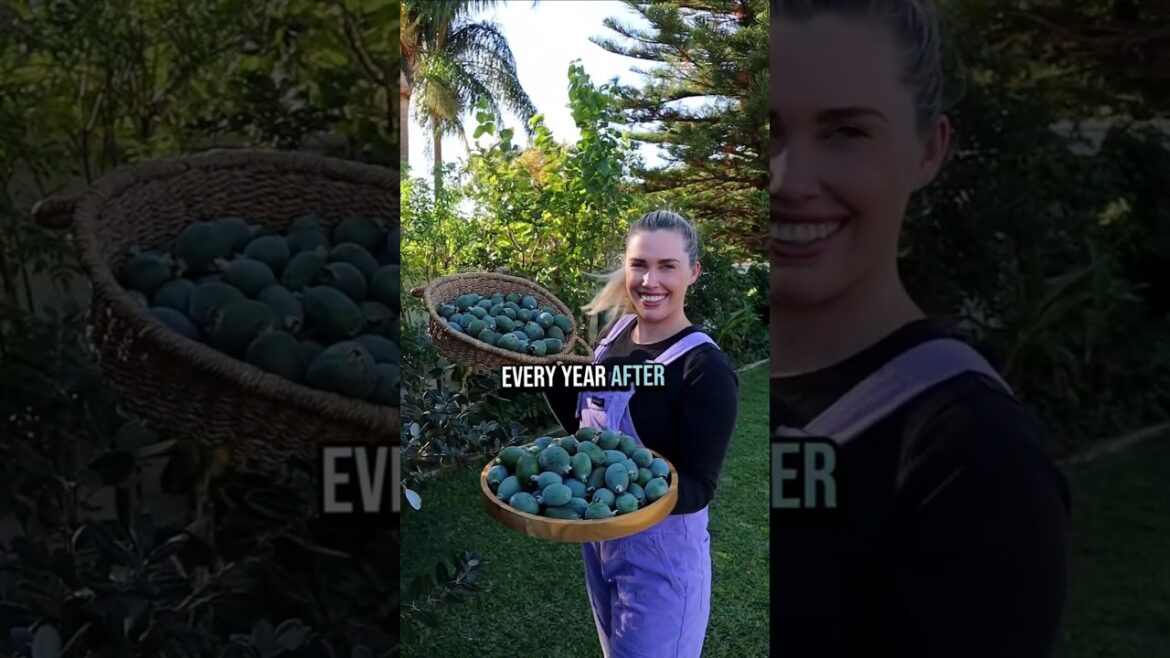 How to Grow food AND mulch for your garden 🌳 #permaculturefoodforest #feijoa #mulchplants
