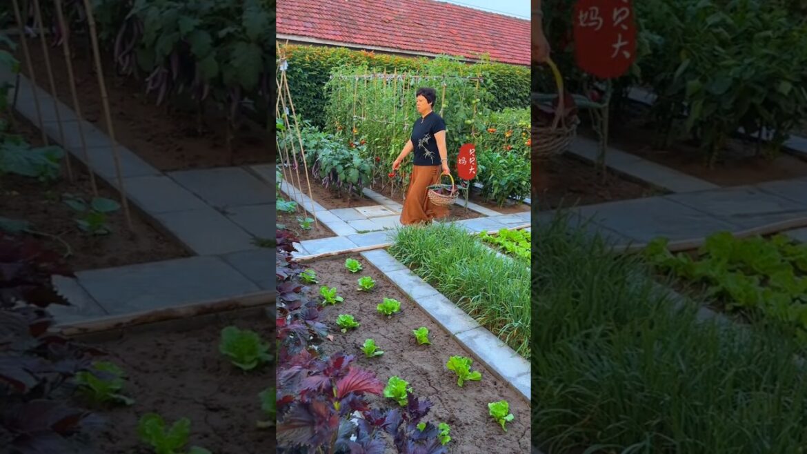 Take care of the vegetable garden to your liking #mysmallvegetablegarden #recordmyplantinglife