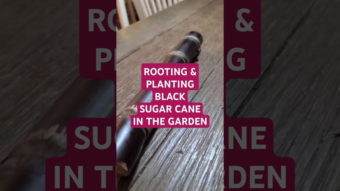 Growing Black Sugar Cane at Home EASY #sugarcane #ediblegardening #sustainablegardening