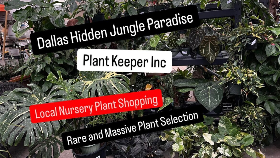 Big Box Store Plant Shopping Alternative Shop Plant Keeper Inc Dalla's Hidden Jungle Anthuriums
