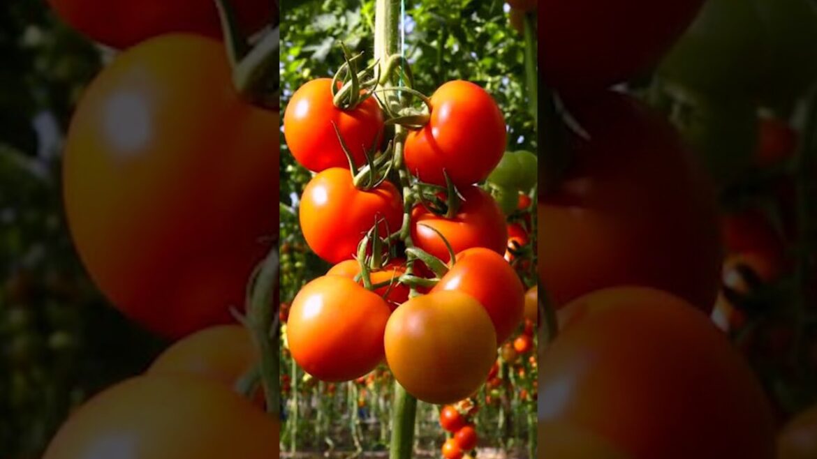 Master Gardener Shares TOP Tips for Growing Perfect TOMATOES
