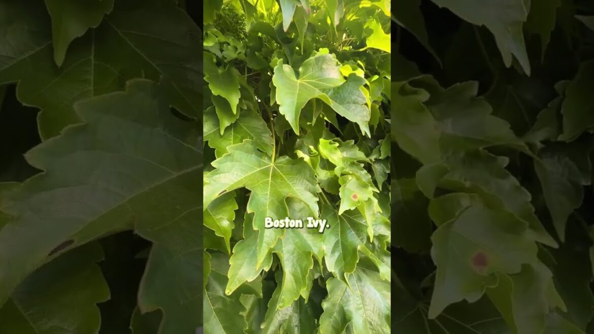 Want to Easily Elevate Your Garden? Here’s How.