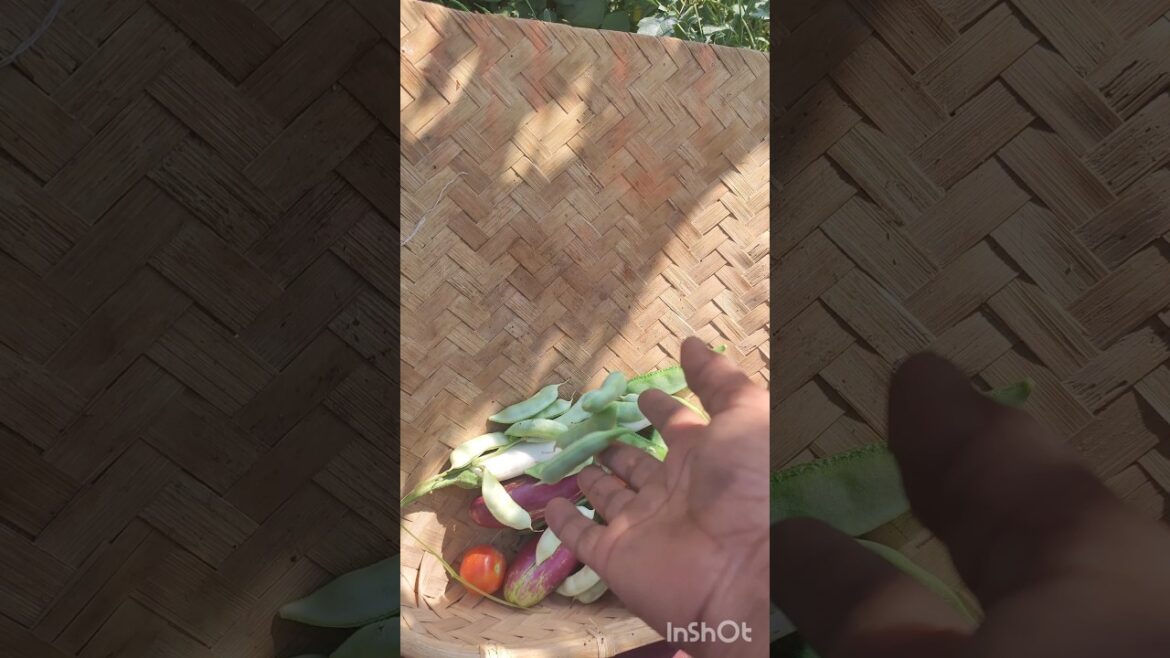 Picking and enjoying fresh vegetable🥦🌽#farming#fruitcutting#vegetable#gardening#explore#shorts#viral