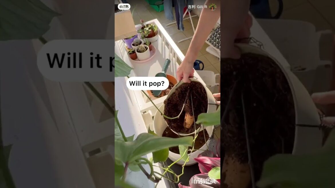 Sweet potato gardening tips! Sweet potato indoor planting#ytshorts #shortsfeed Sweet potato gardening tips! Sweet potato indoor planting#ytshorts #shortsfeed