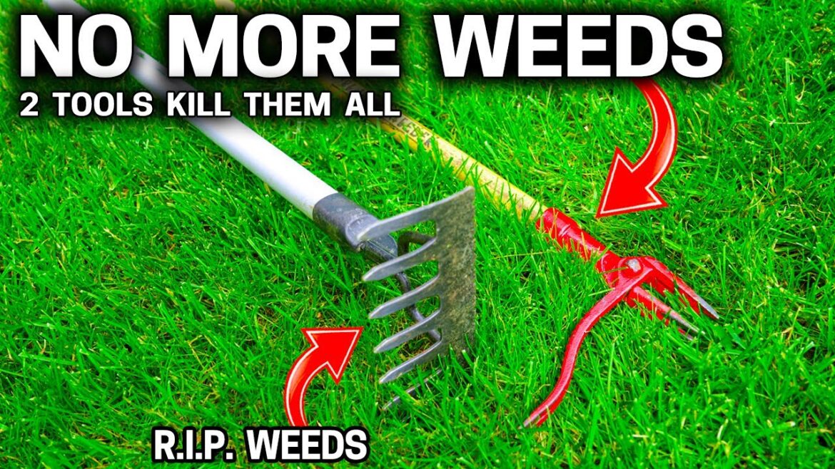 2 Must Have Tools to Conquer All Weeds 2 Must Have Tools to Conquer All Weeds