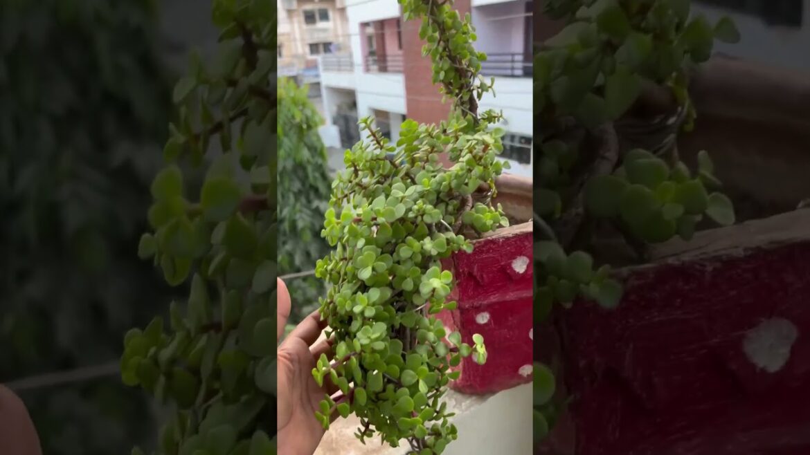 How to grow and care jadeplant ll #nature #jadeplants #naturelovers #grow#plants #shortvideo #shorts How to grow and care jadeplant ll #nature #jadeplants #naturelovers #grow#plants #shortvideo #shorts